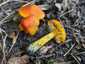 Feketedő nedűgomba (Hygrocybe conica), Budai-hegység